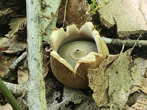 Geastrum saccatum (Photo 3 of 6)