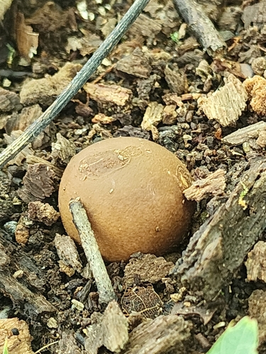 Geastrum saccatum (Photo 4 of 6)
