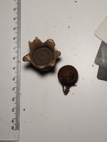 Geastrum saccatum (Photo 5 of 6)