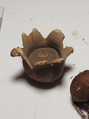 Geastrum saccatum (Photo 6 of 6)