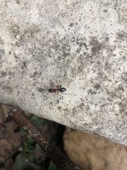 Camponotus texanus