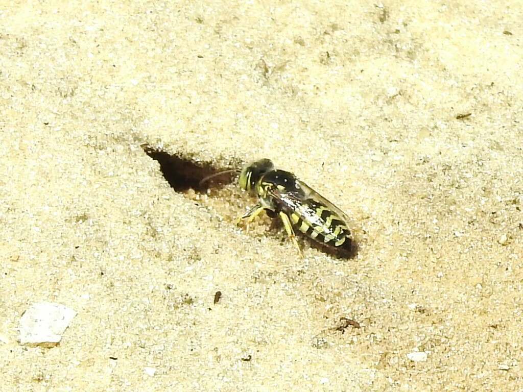 American Sand Wasp from High Ridge Scrub Natural Area 7300 High Ridge ...
