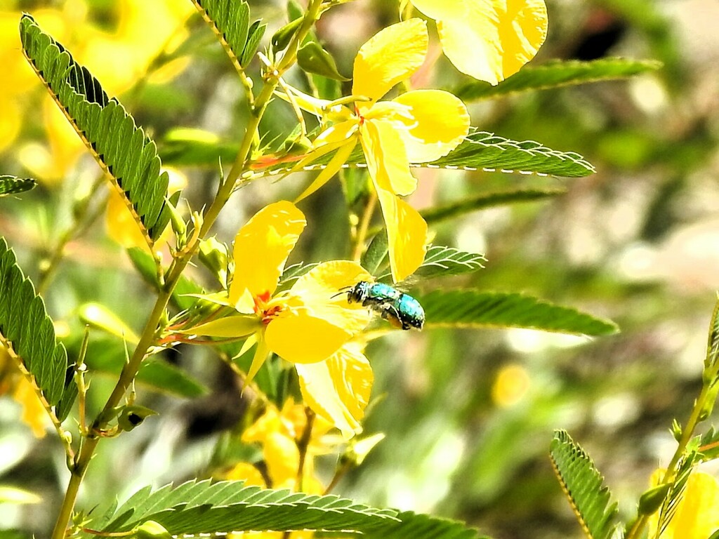Dilemma Orchid Bee from High Ridge Scrub Natural Area 7300 High Ridge ...