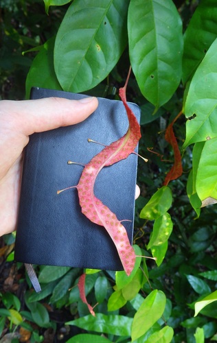 Pterisanthes, 2016-03-12