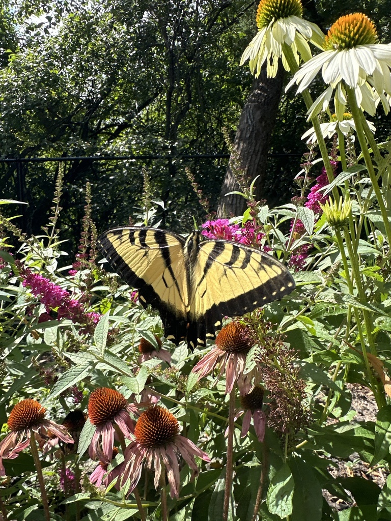 Eastern Tiger Swallowtail From Laird Rd Guelph ON CA On August 12 eastern-tiger-swallowtail-from-laird-rd-guelph-on-ca-on-august-12