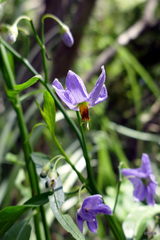 Solanum amygdalifolium