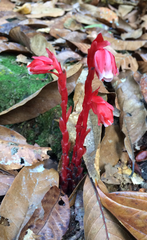 Monotropa coccinea