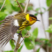 Cape May Warbler - Photo (c) jtajax, some rights reserved (CC BY-NC)