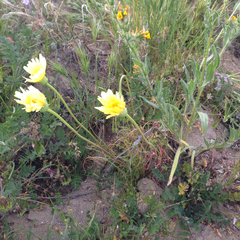 Malacothrix glabrata