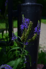 Veronica longifolia