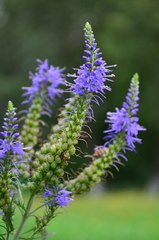 Veronica longifolia