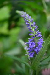 Veronica longifolia