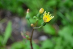 Sonchus asper