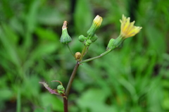 Sonchus asper
