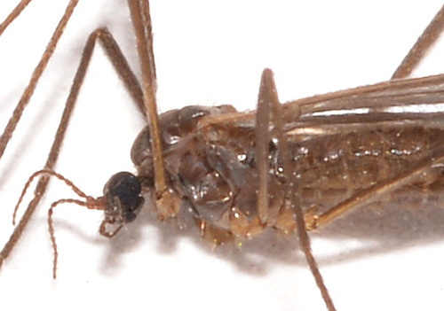 Molophilus fultonensis