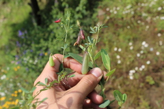 Crotalaria rzedowskii