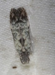 Hypatima