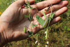 Crotalaria rzedowskii