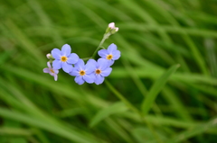 Myosotis scorpioides