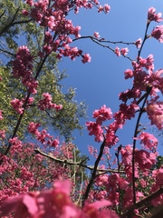 Cerasus