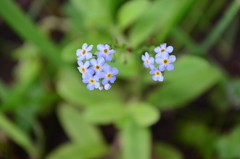 Myosotis scorpioides