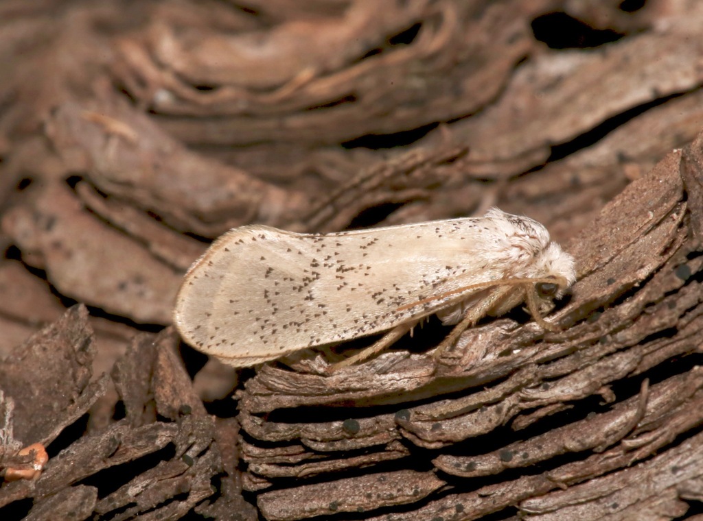 Parategeticula pollenifera