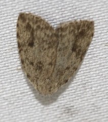 Tolpia conscitulana