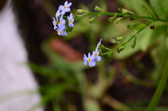 Myosotis scorpioides