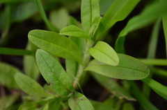 Myosotis scorpioides