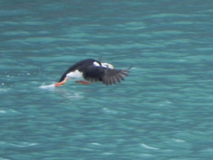 Fratercula corniculata