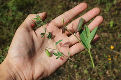 Crotalaria rzedowskii