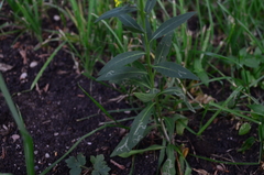 Erysimum cheiranthoides
