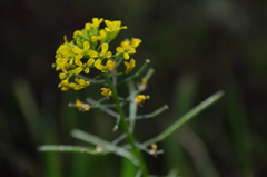 Erysimum cheiranthoides