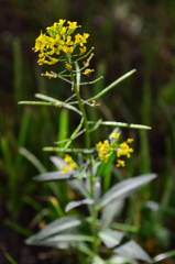 Erysimum cheiranthoides