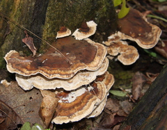 Perenniporia