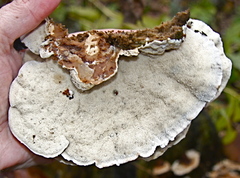 Perenniporia