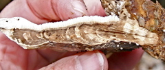 Perenniporia