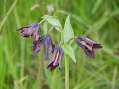 Fritillaria camschatcensis