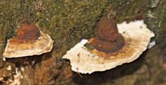 Perenniporia