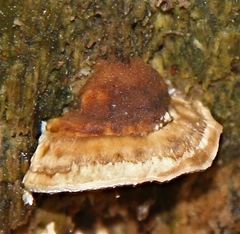 Perenniporia