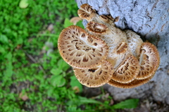 Cerioporus squamosus