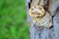 Cerioporus squamosus