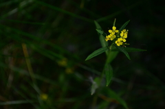 Erysimum cheiranthoides