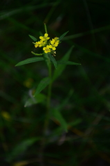 Erysimum cheiranthoides