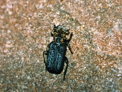 Placodidus