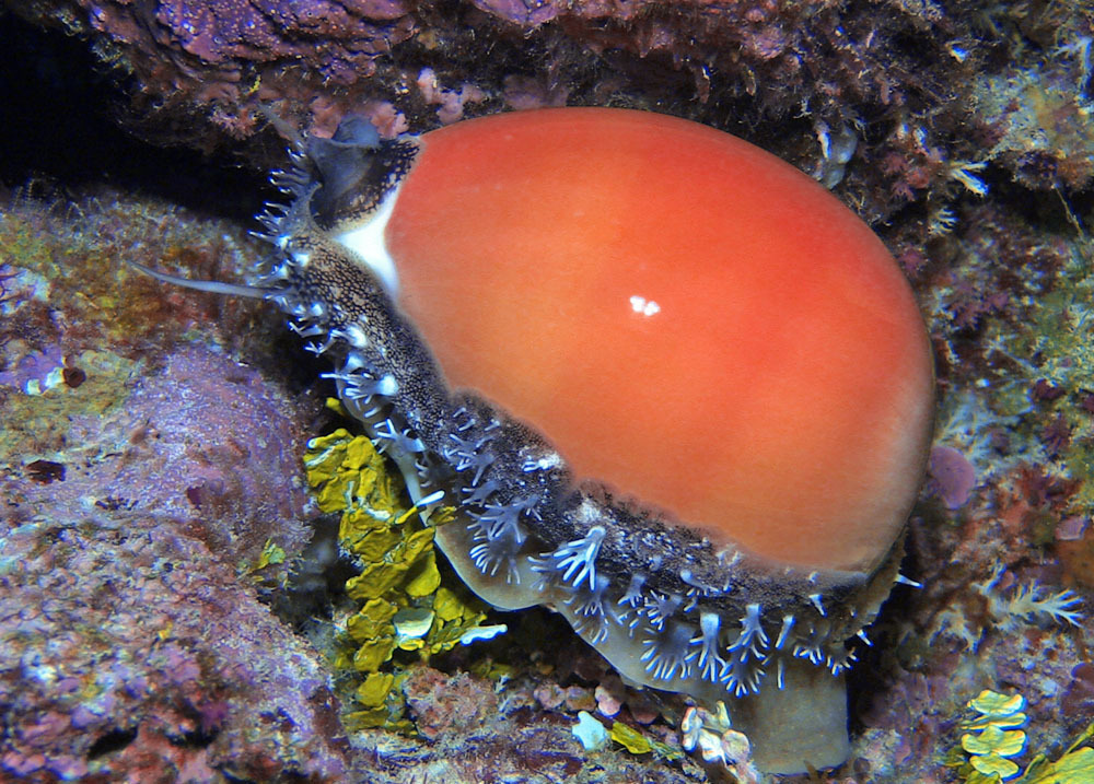 Callistocypraea