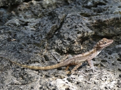 Anolis lucius