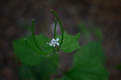 Alliaria petiolata