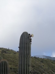 Trichocereus terscheckii