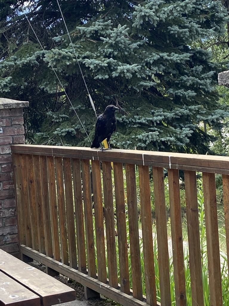 American Crow from Nakusp Mica Creek Hwy, Revelstoke, BC, CA on August